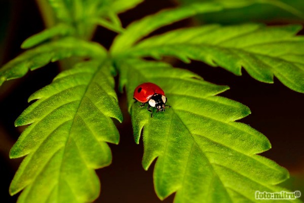 lady-bug-marijuana.jpg