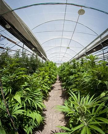 greenhouse.jpg