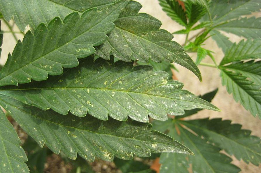 thrips-on-marijuana.jpg