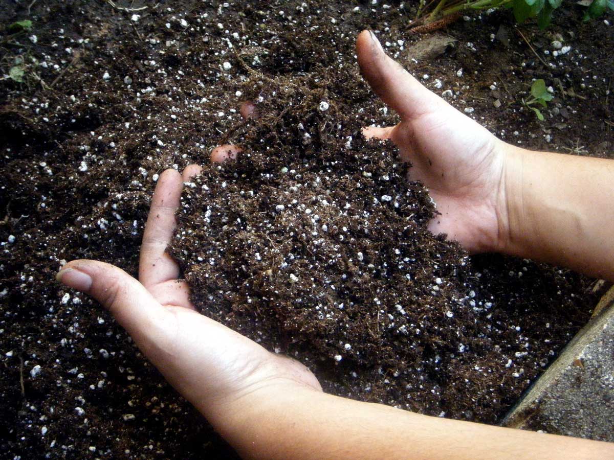 hands-in-marijuana-super-soil.jpg