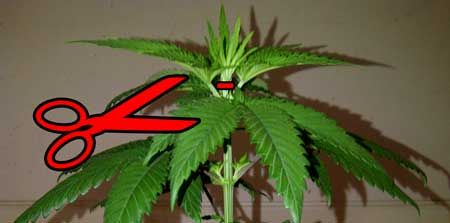 how-to-top-auto-flowering-strain-cannabis-sm.jpg