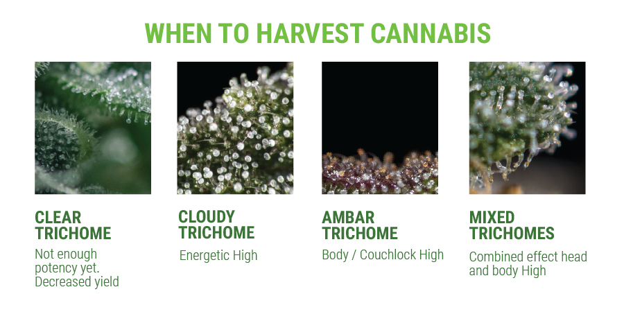 Artboard%201trichomes%20smaller.png